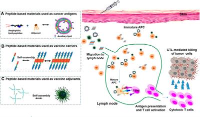 From design to clinic: Engineered peptide nanomaterials for cancer immunotherapy